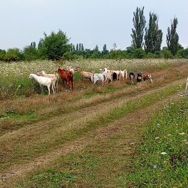 Козлики