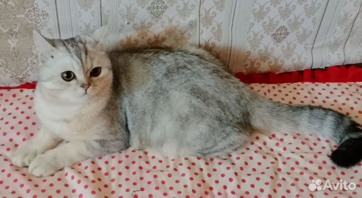 Отдам кота в добрые руки