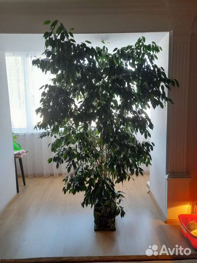 Фикус бенджамина