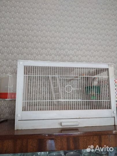 Австралийский амадин, девочка 1,5 года