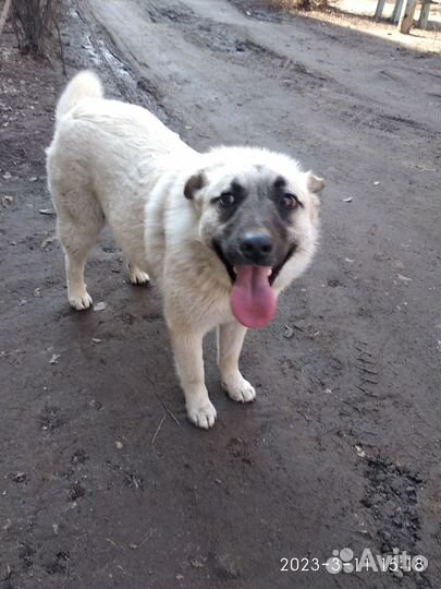 Молодая озорная