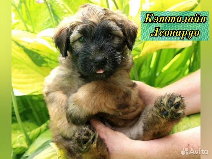 Ирландский пшеничный терьер