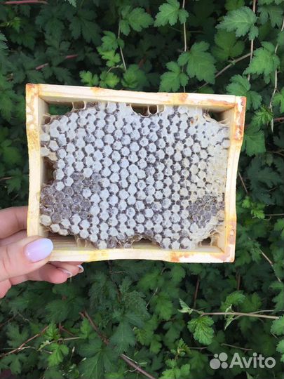 Мёд луговое разнотравье