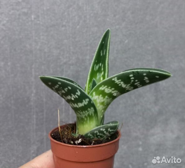 Алое вариегатный