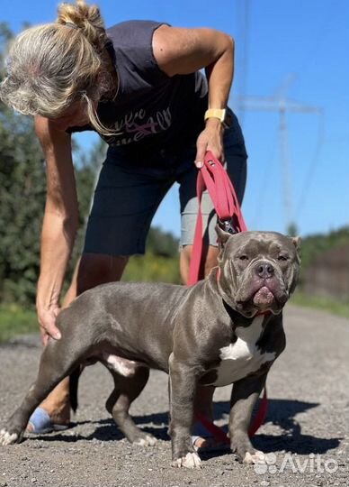 Ам булли кобель вязка