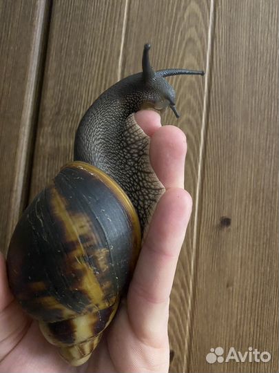 Ахатина маргината, пауки, тараканы