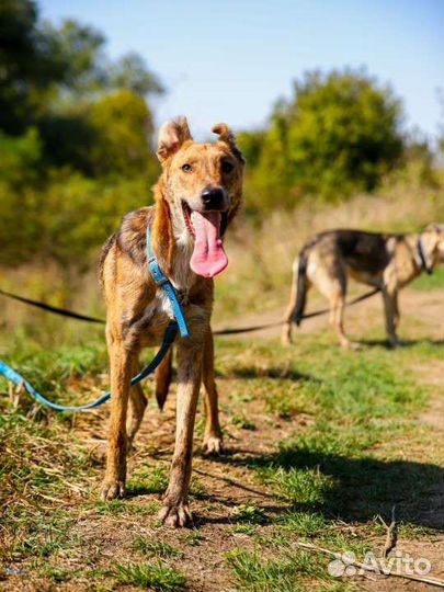 Собака в добрые руки отдам бесплатно