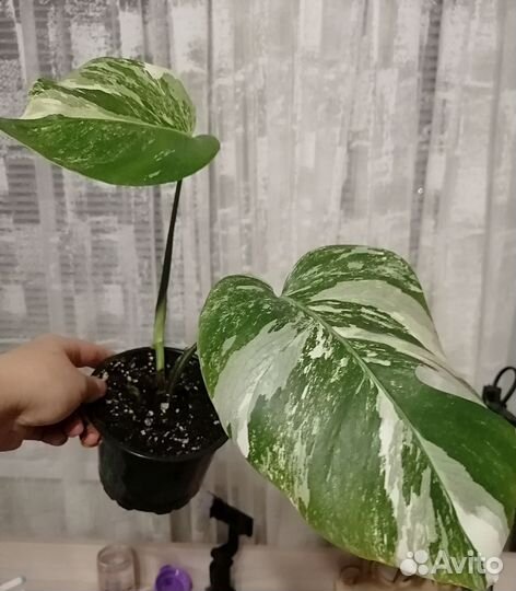 Монстера вариегатная Альба