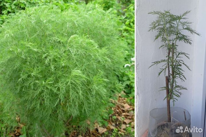 Роза, шиповник, злаки и др. саженцы