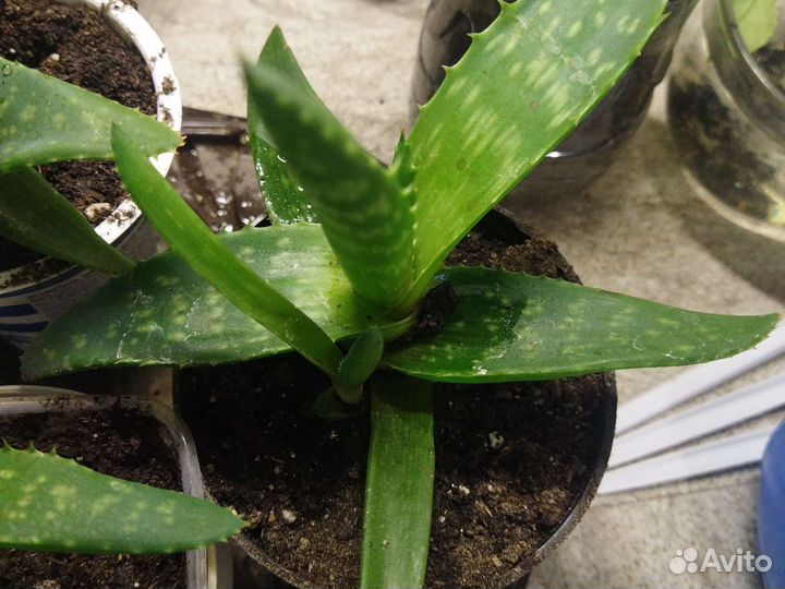 Алоэ вера лечебный цветок жирнолистный