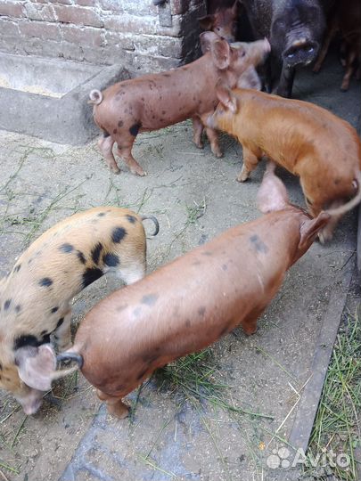 Продаются поросята