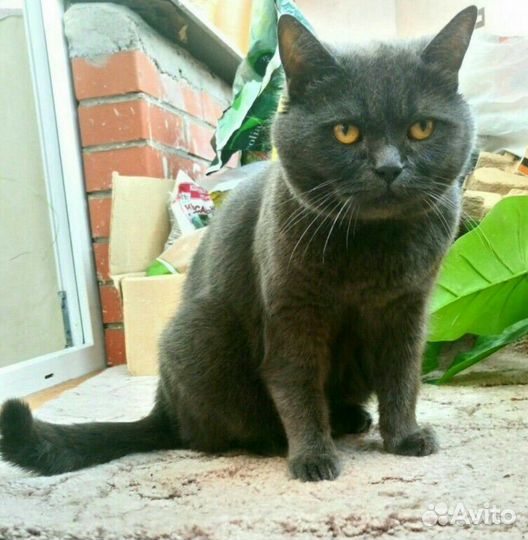 Груминг кошек и собак: уход, когти, гигиена