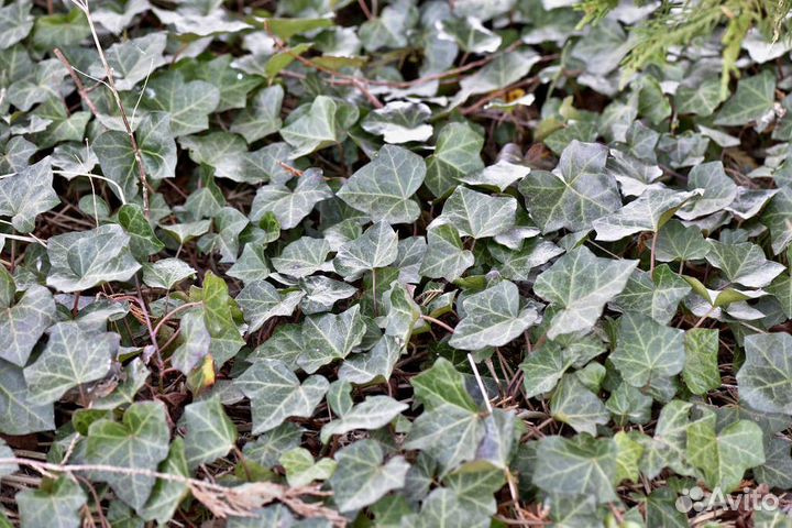 Плющ и барвинок малый