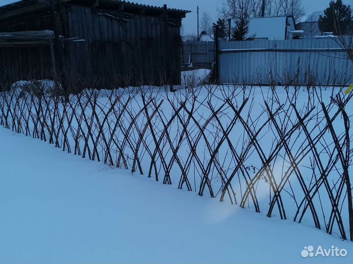 Живая изгородь из ивы