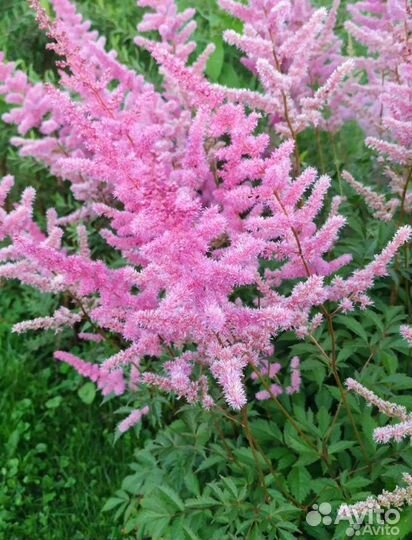 Астильба (4 сорта )