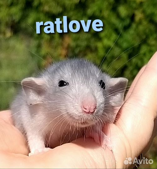 Крысята голубые дамбо