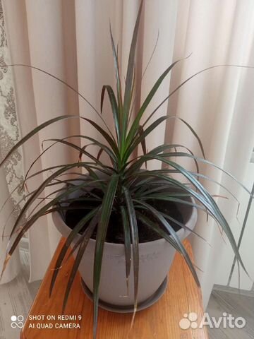 Пальма драцена