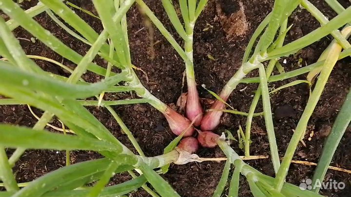 Лук шалот семейный