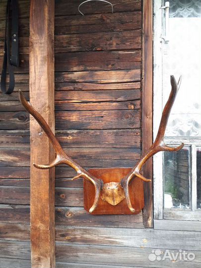 Продам рога оленя