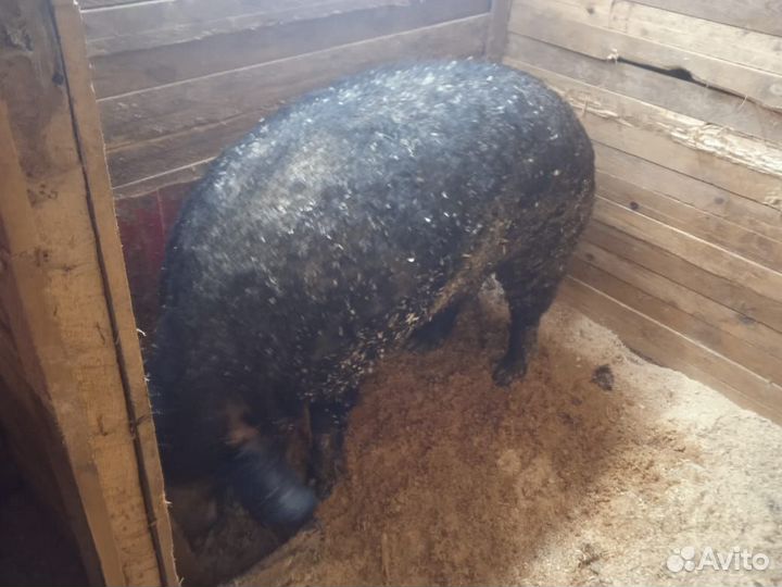 Хряк венгерской мангалицы