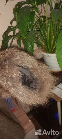 Шубка енотик,очень хорошего качества