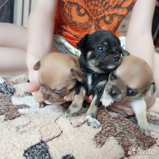 Щенки чихуахуа мини гладкошерстные