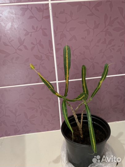 Кротон норма