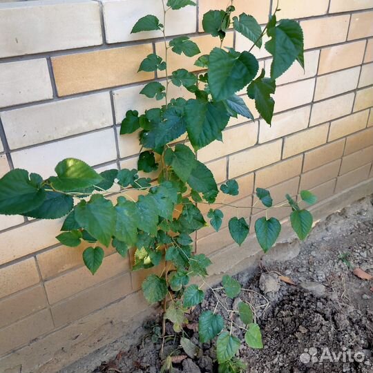 Растения(для сада и огорода)