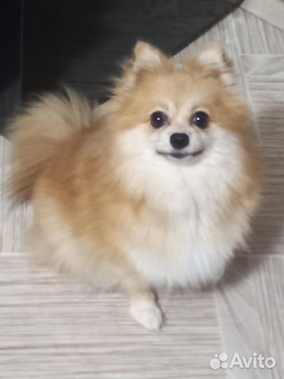 Щенки шпица