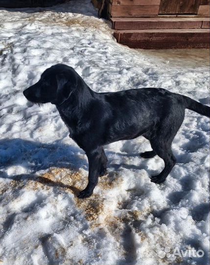 Ищут дом замечательные щенки подростки лабрадора +