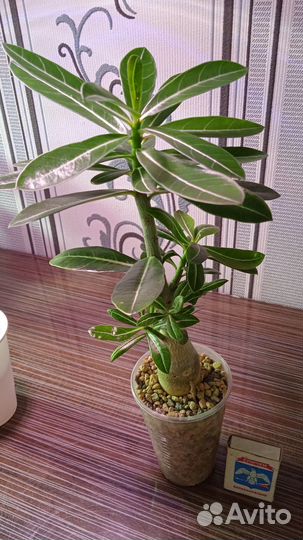 Адениум Микс