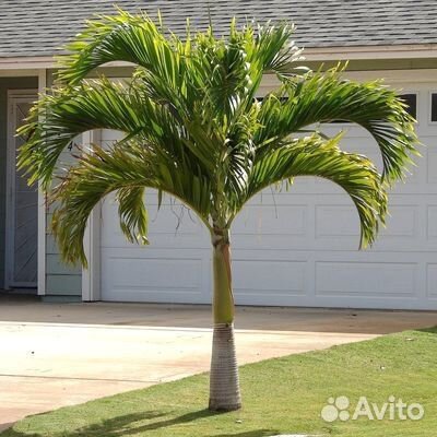 Рождественская пальма(адонидия мерилли)