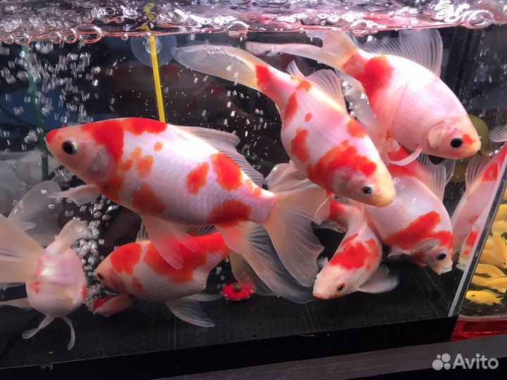 Камета вакин