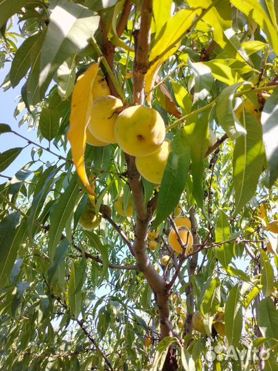 Персик дерево