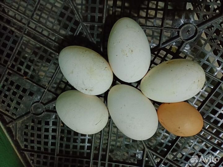 Яйца куриные и гусиные, зелёный лук