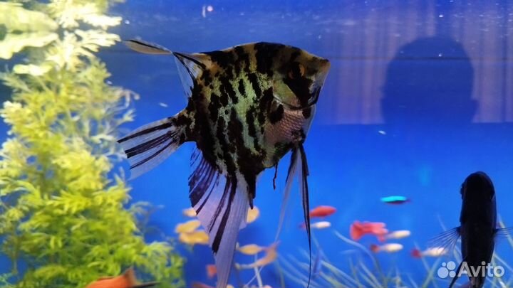 Рыбки скалярии