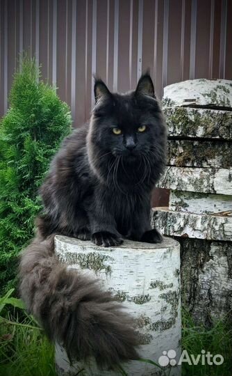 Котенок Мейн-кун полидакт