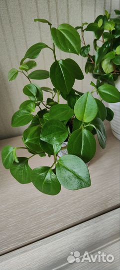 Комнатные растения цветы