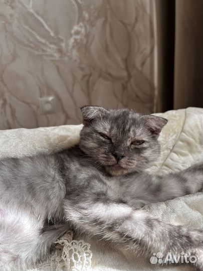 Девочка вислоушка