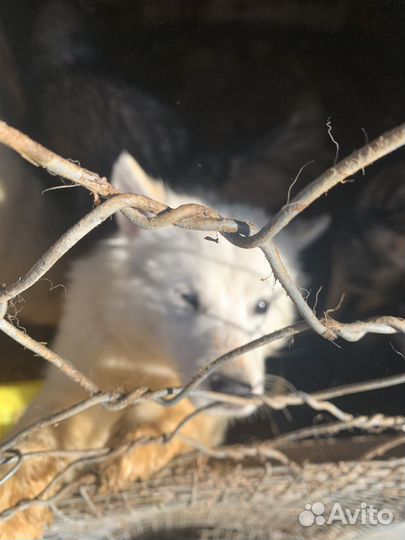 Щенок хаски