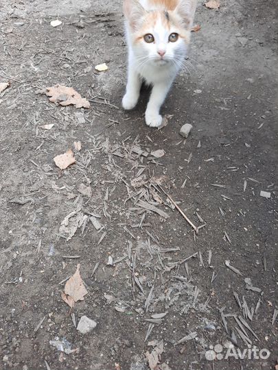 Котята в опасности