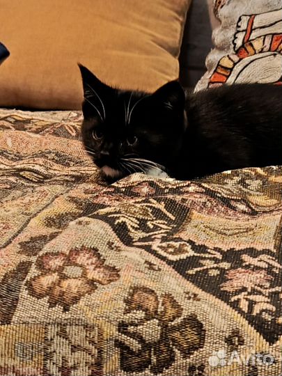 Британские котята бесплатно