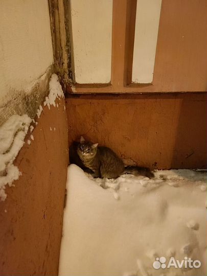 Котенок в добрые руки