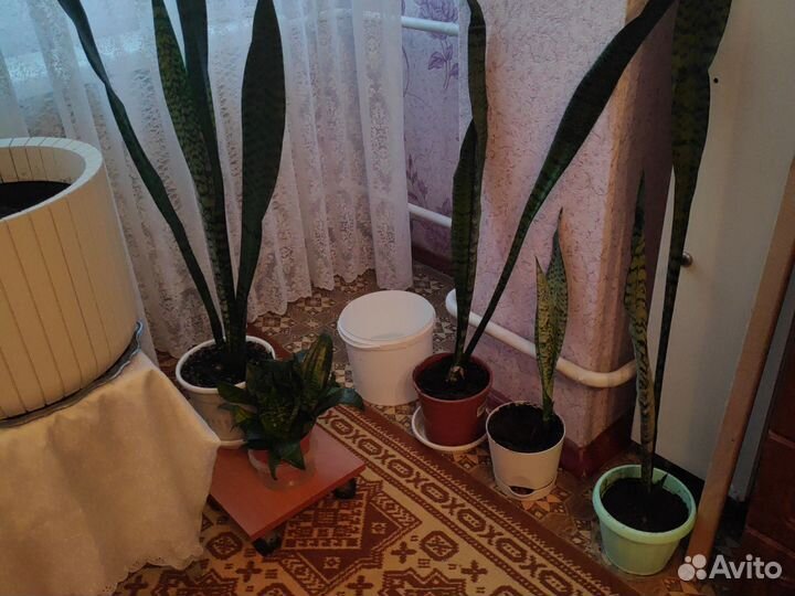 Сансевиерия (короткие 20см и длинные110см)