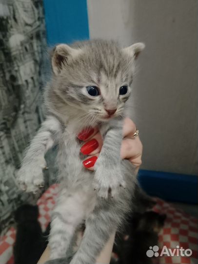 Отдам котят 3 мальчика 1 девочка, котятам месяц