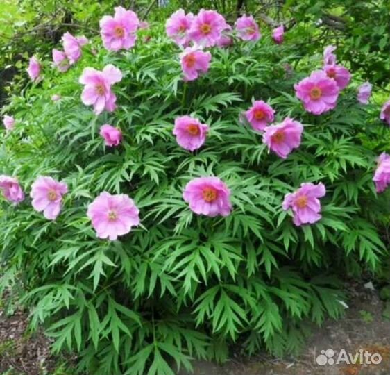 Пион Марьин корень