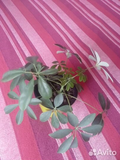 Фикус, шефлера, драцена, замиокулькас