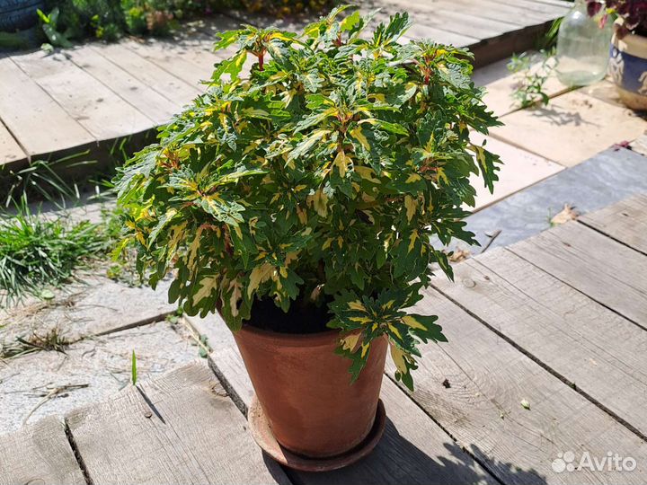 Колеусы вегетативные