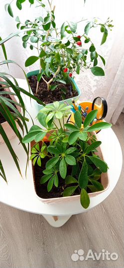 Цветок шефлера, драцена