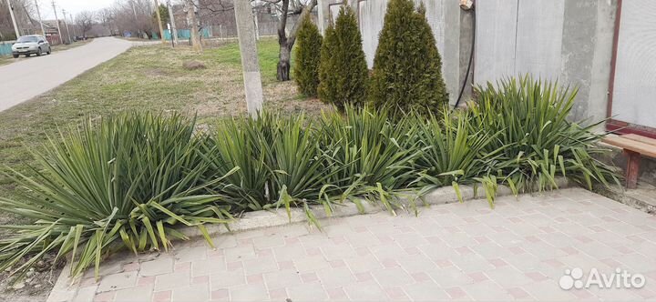 Юкка садовая